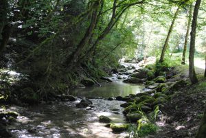 Entretien riviere arbre penché