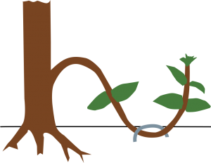 Entretien riviere marcottage