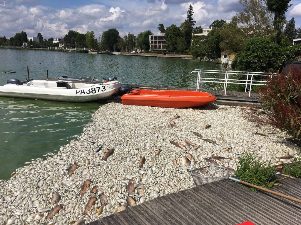 Mortalité piscicole