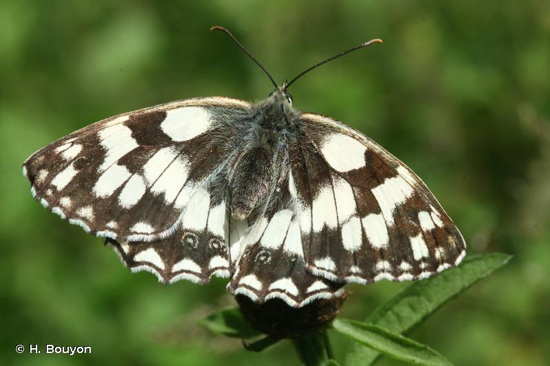 papillon demi-deuil papillon demi-deuil