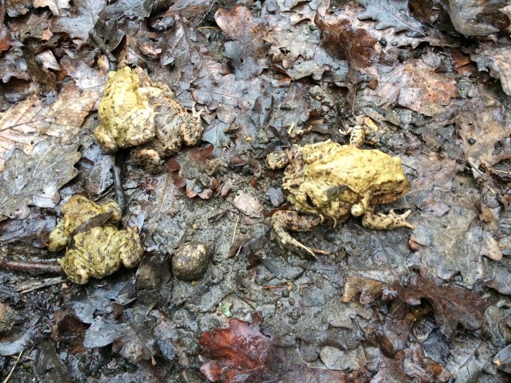 crapauds communs crapauds communs