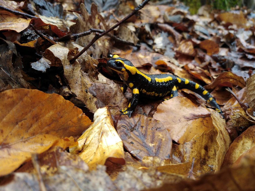  salamandre tachetée