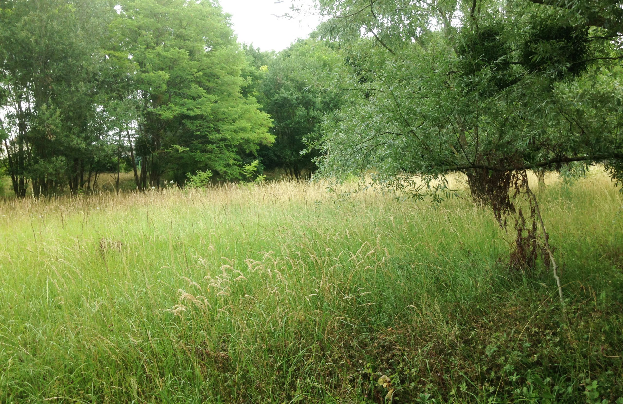 fauche tardive Taverny