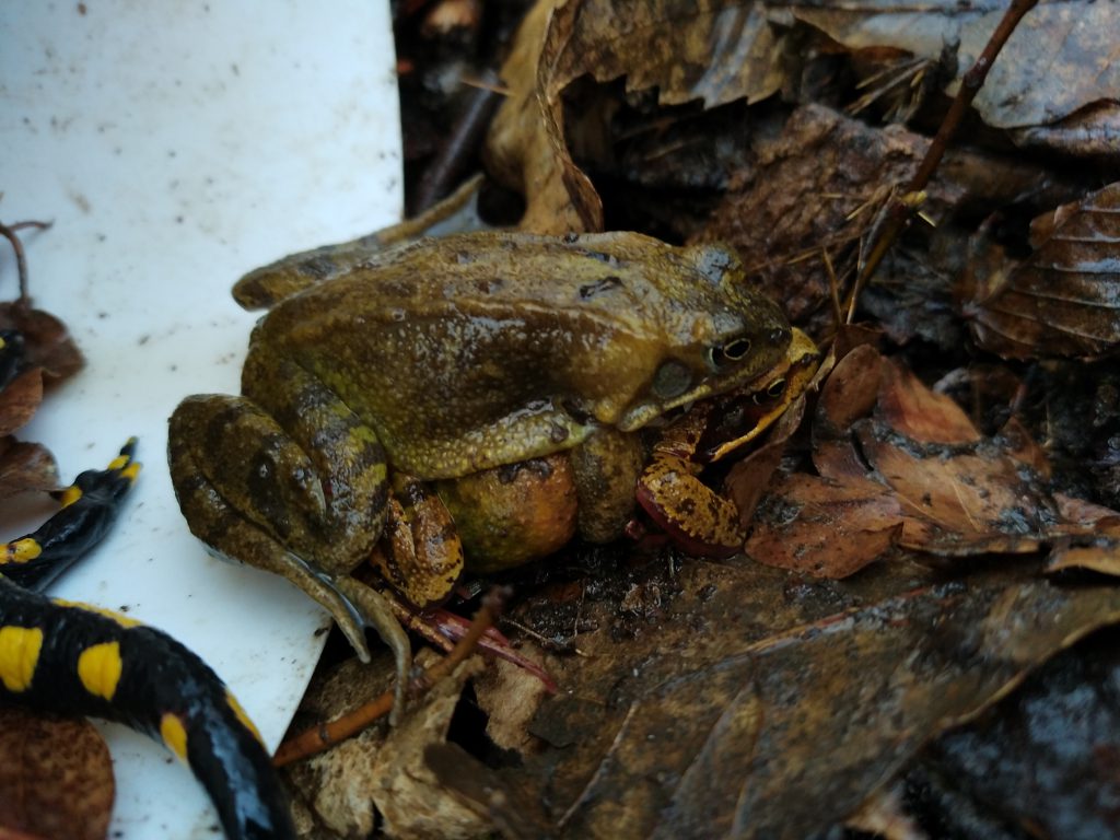 Des grenouilles agiles