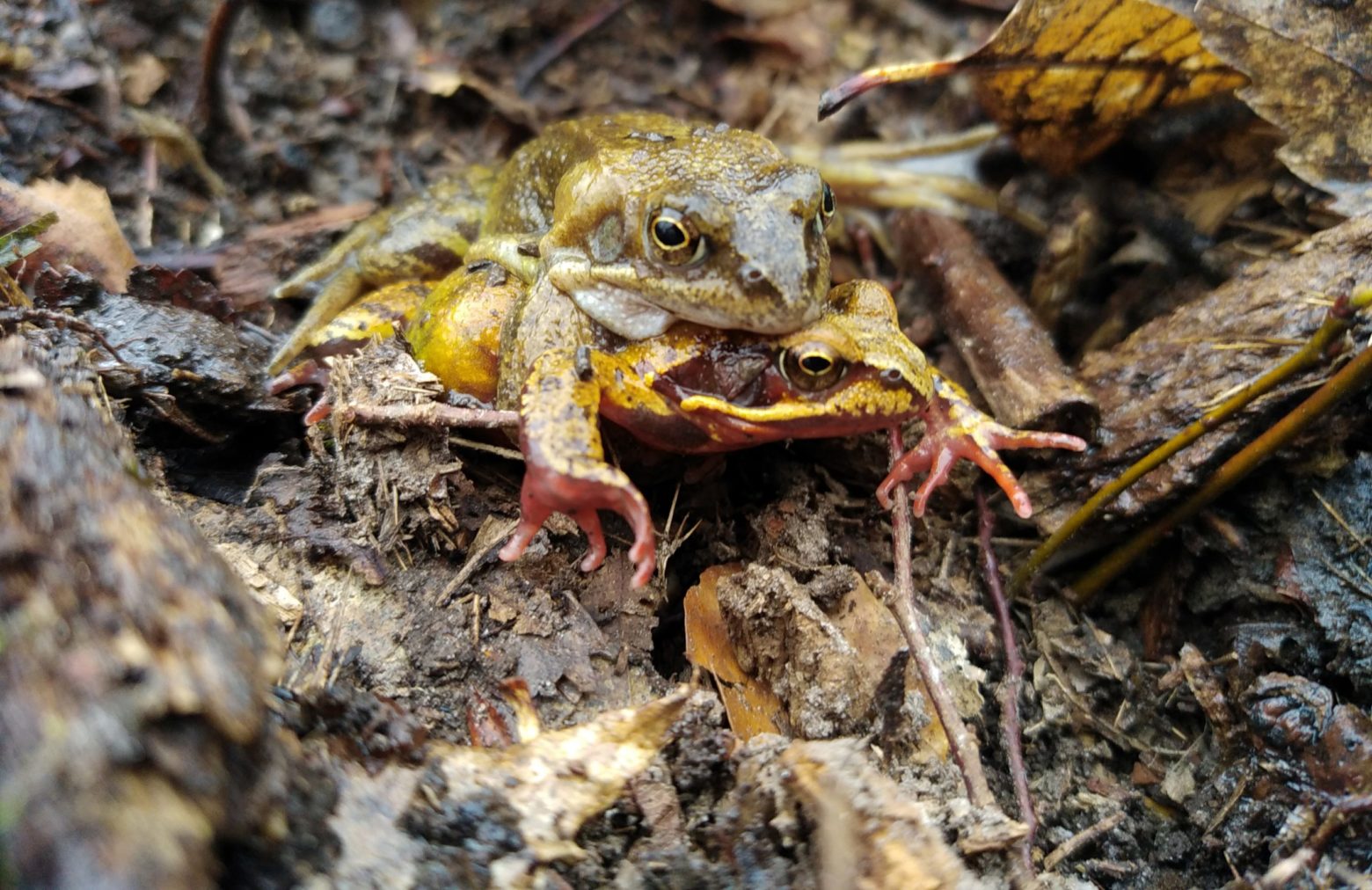 Des grenouilles agiles