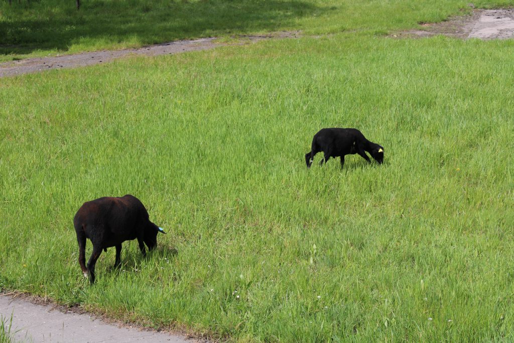 Les moutons, bassin Descartes à Soisy-sous-Montmorency