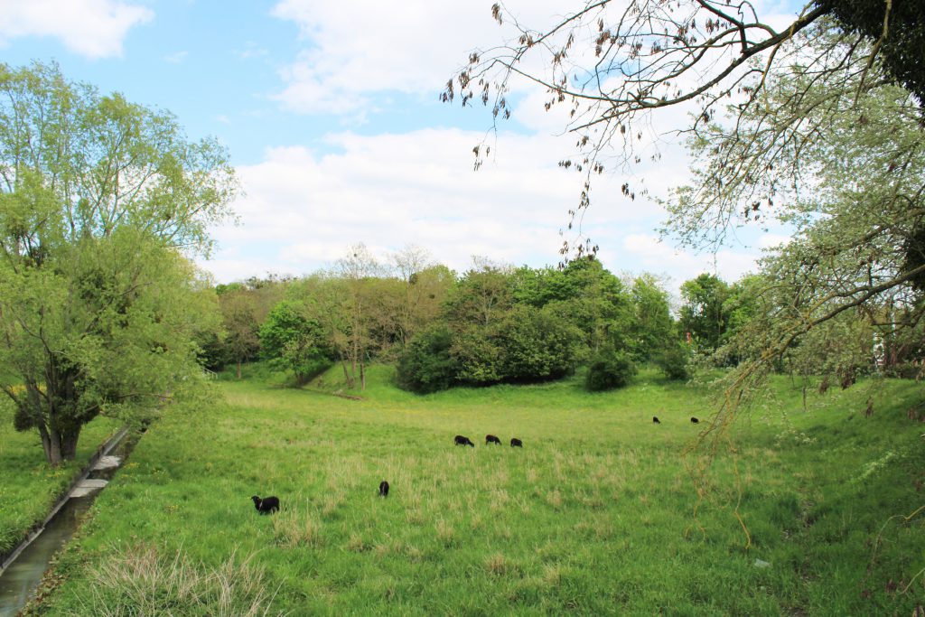 Les moutons, bassin des Aulnaies à Taverny