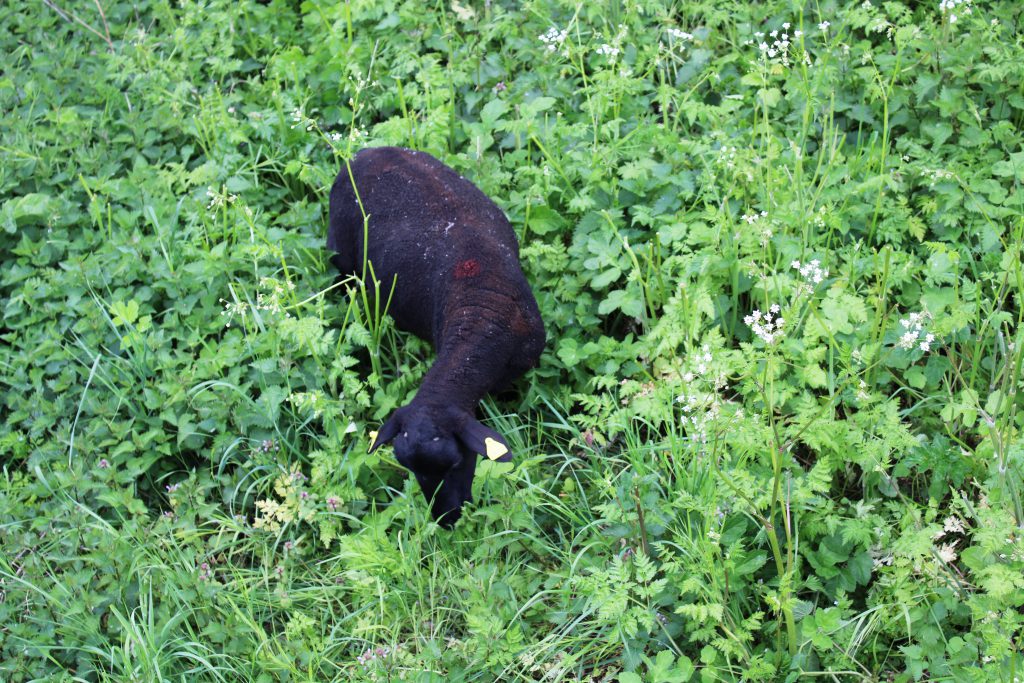 Mouton mangeant de la Renouée du Japon