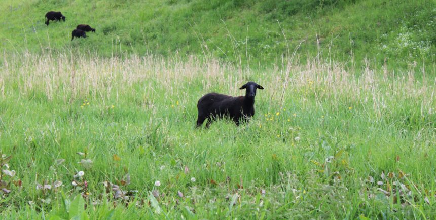 Les moutons au Bassin des Aulnaies